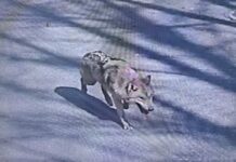 대전 늑대 탈출 사고에…’사파리 옆 글램핑장’ 도마 위로 : 네이트 뉴스