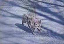 대전 오월드 탈출 늑대, 청주서 목격 신고…수색 종료(종합)